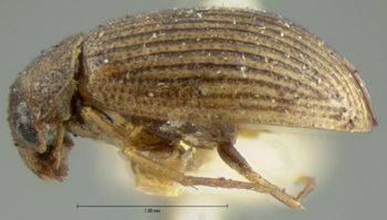 Media type: image;   Entomology 3077 Aspect: habitus lateral view